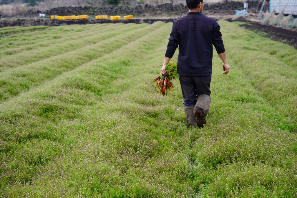밭에서 당근을 들고 걷는 농부